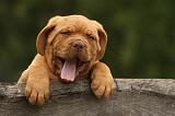 DOGUE DE BORDEAUX 327